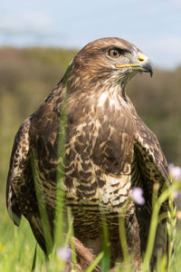 Close-up of buzzard on field