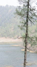 Scenic view of sea by trees in forest