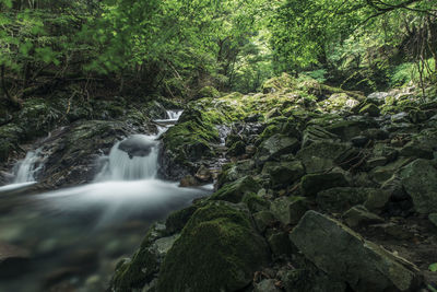 Scenic view of waterfall in forest