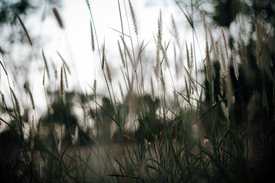 Close-up of stalks in field against sky