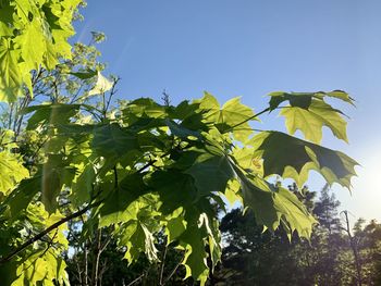 Low angle view of flowering plants against clear sky