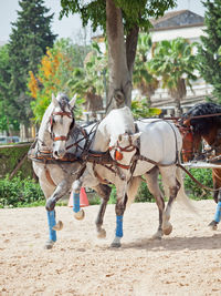 Horses on tree