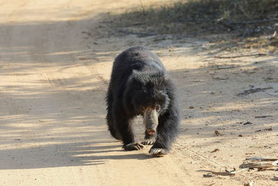 Dog running on sand at beach