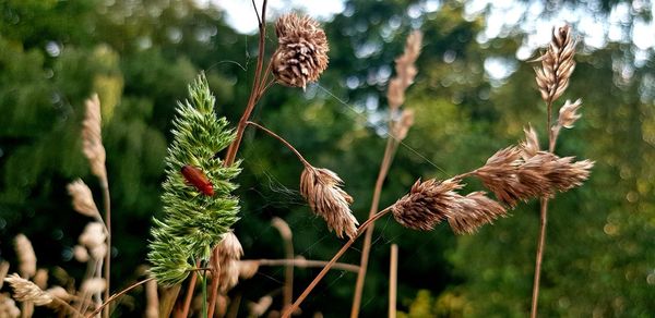 Close-up of wilted plant on field