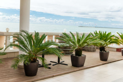 Potted plants by sea against sky