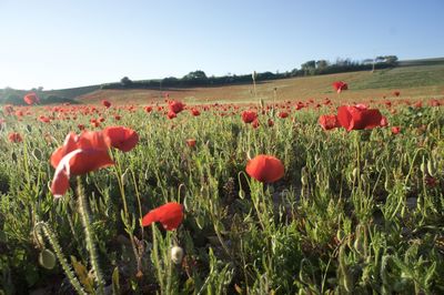 Red poppies blooming in field