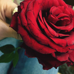 Close-up of rose roses