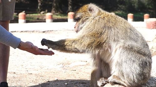 Human hand in zoo