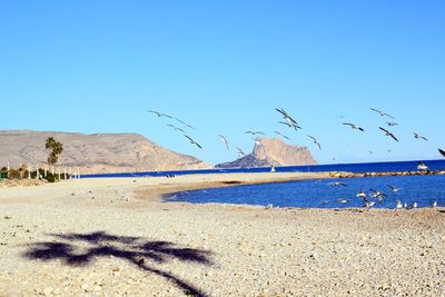 Birds flying over beach against clear blue sky