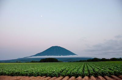 Scenic view of field against clear sky