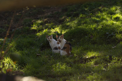 View of a cat on grassy field