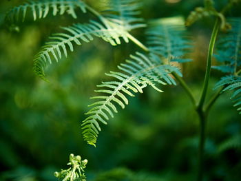 Close-up of fern leaves