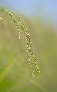 Close-up of crop growing on plant