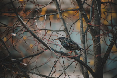 Bird perching on branch