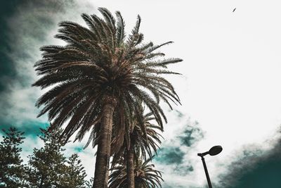 Low angle view of tree against sky