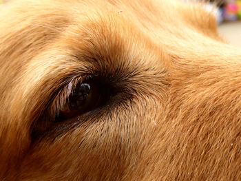 Close-up of dog eye