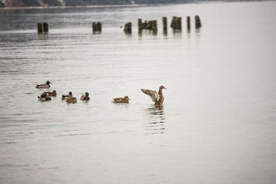 Swans swimming in lake