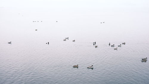 Birds in lake