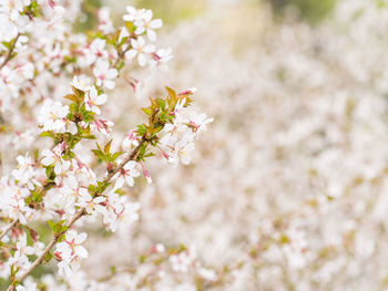 Close-up of pink cherry blossoms