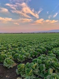 Sunset landscape of lettuce fields in the salinas valley, ca