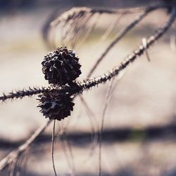 Close-up of spiked plant