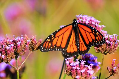 Close-up of butterfly pollinating on purple flower