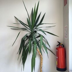 Plants growing on a tree