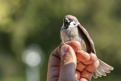 Midsection of person holding bird