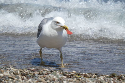 Close-up of seagull on beach