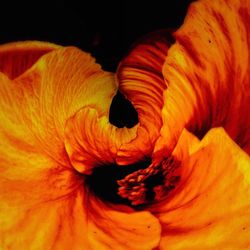 Close-up of yellow flower