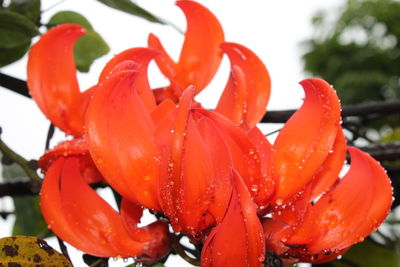 Close-up of wet red flowering plant during rainy season