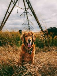 Dog running on field