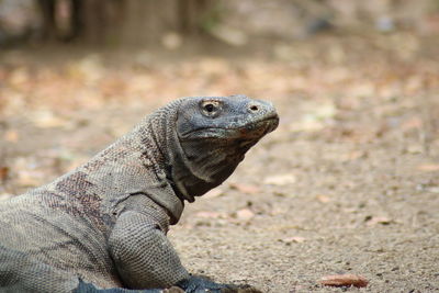 Komodo that has a face like a dragon, is a rare animal that is owned by indonesia