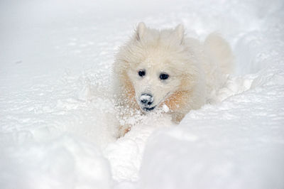 Portrait of a dog in snow