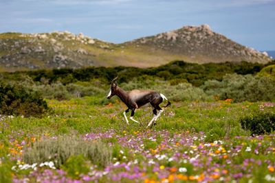 Deer running on field