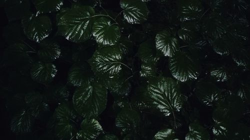 Low angle view of wet leaves