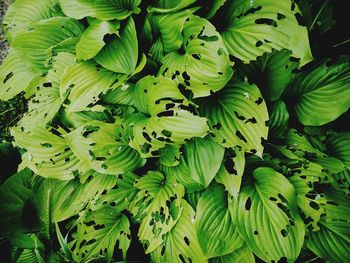 Full frame shot of green leaves