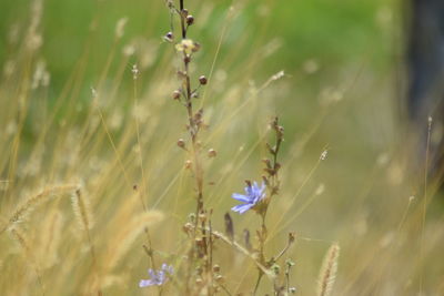 Close-up of purple flowering plants on field