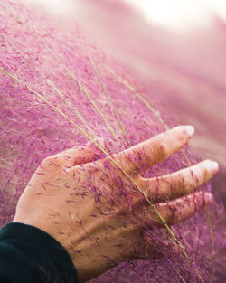 Close-up of woman hand holding pink flowers