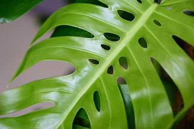 Close-up of succulent plant leaves