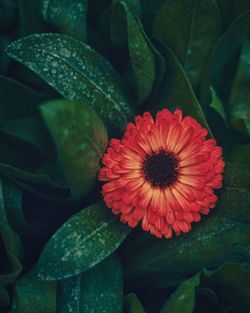 Close-up of red flowering plant