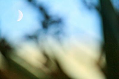 Defocused image of tree against sky