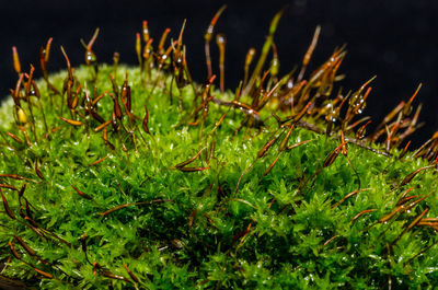 Plants growing in the dark