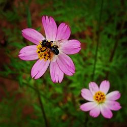Close-up of honey bee on pink flower