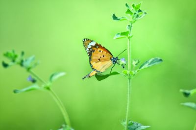 Close-up of butterfly pollinating on flower