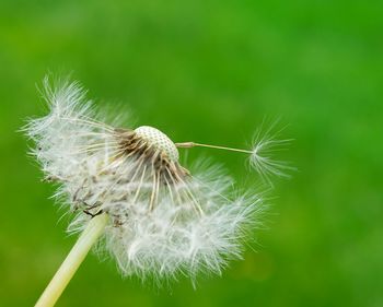 Close-up of dandelion