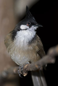 A red eared bulbul found throughout asia.