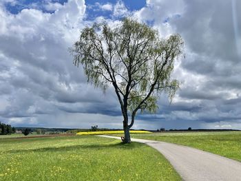 Tree on field by road against sky