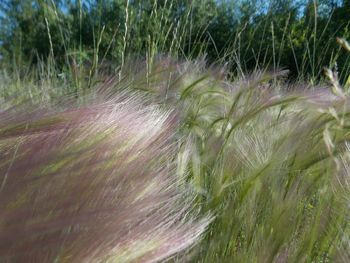 Plant growing in the background