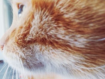 Close-up of cat
